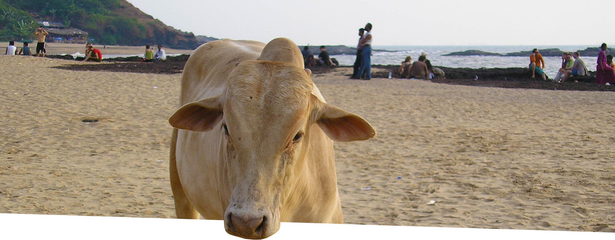 Cow on a beach in India