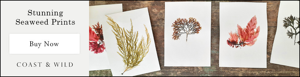 Botanical seaweed prints to buy