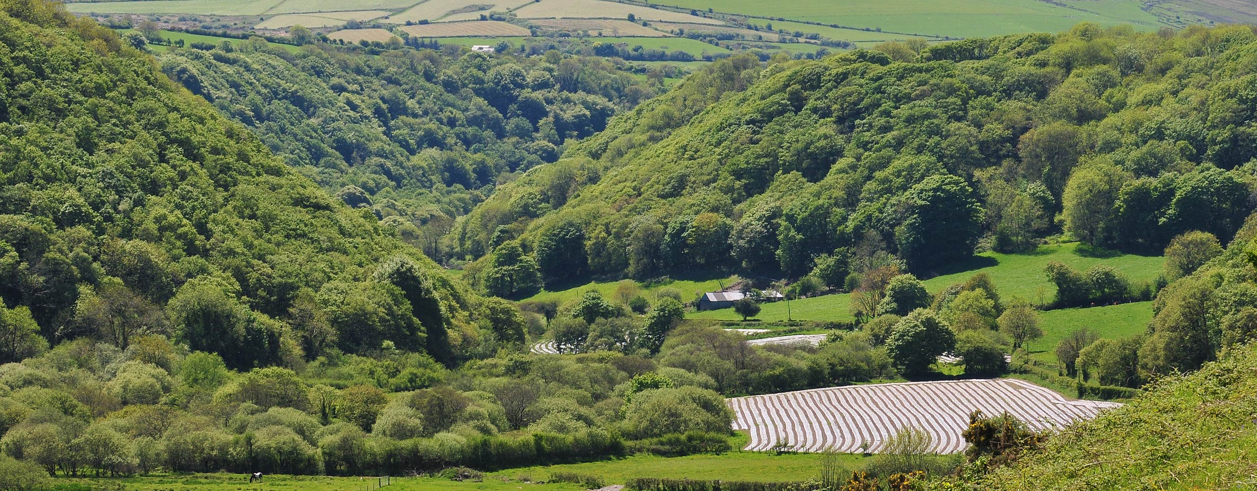 View of Gwaun Valley looking south west