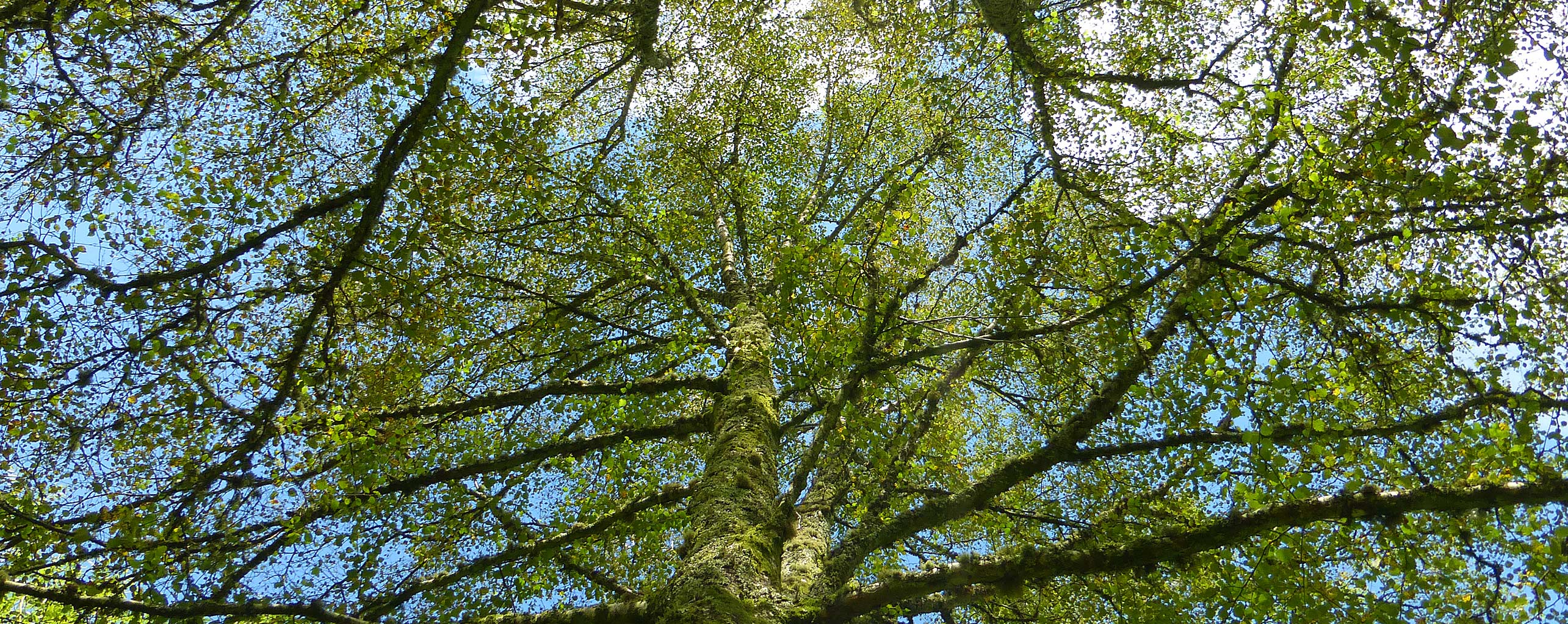 Looking up throught the trees at Sychpant Woods