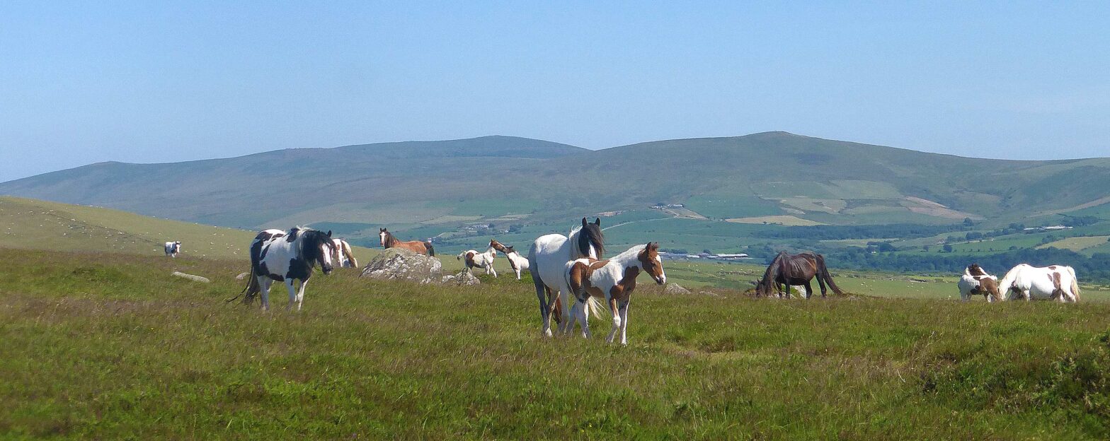 Image of wild ponies on Dinas Mountain