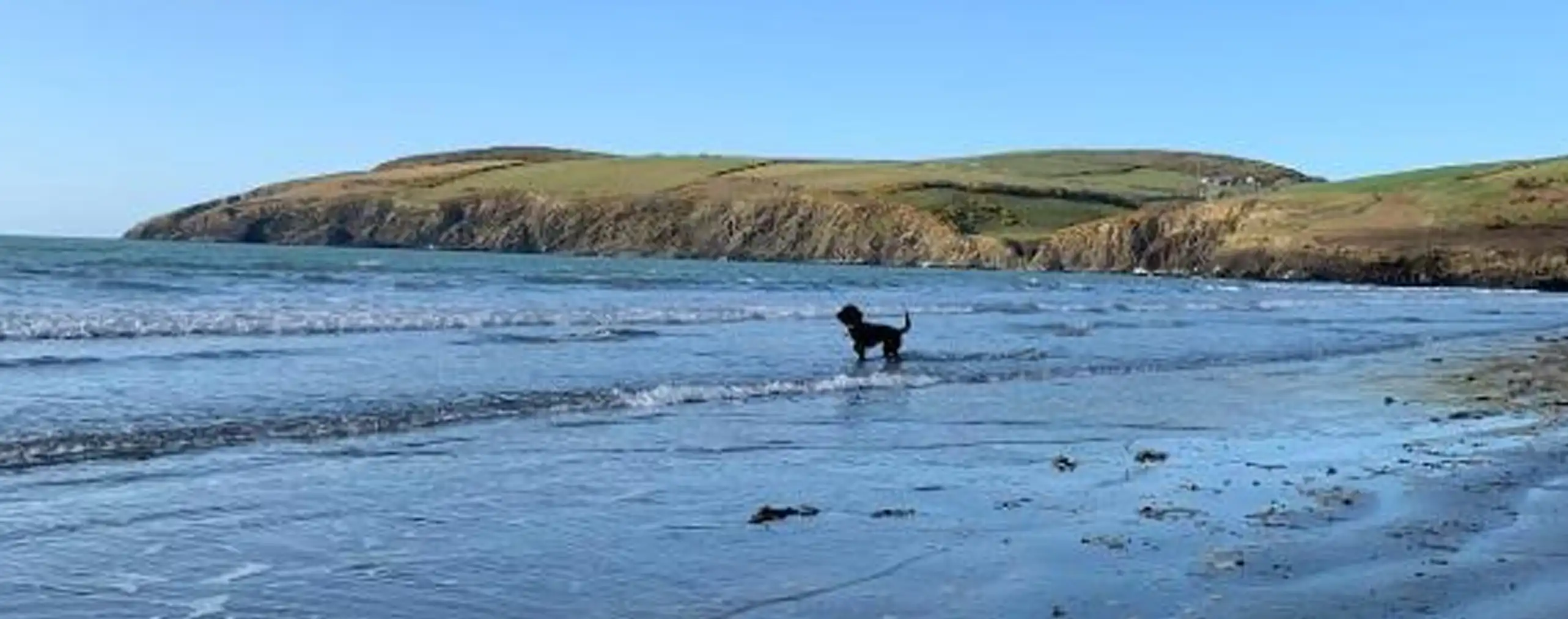 A dog enjoying the surf an Newport Sands