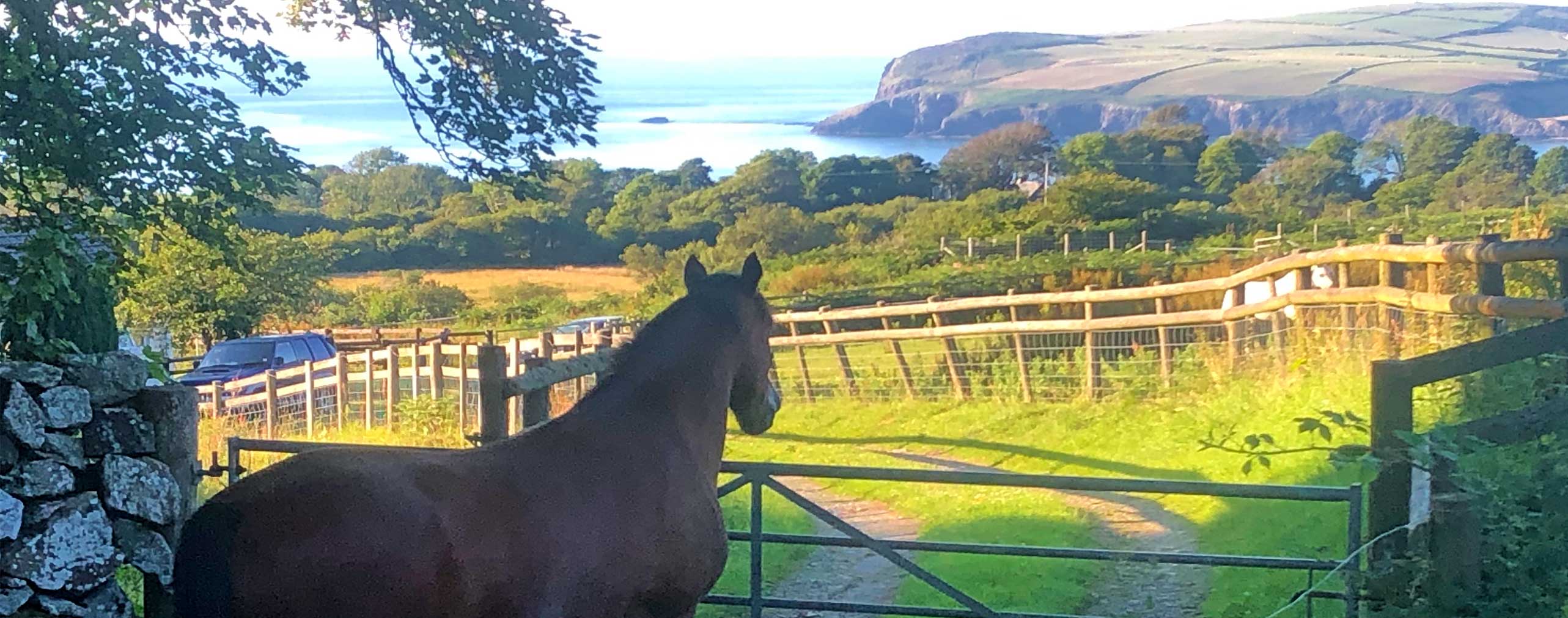 Pony enjoying the view