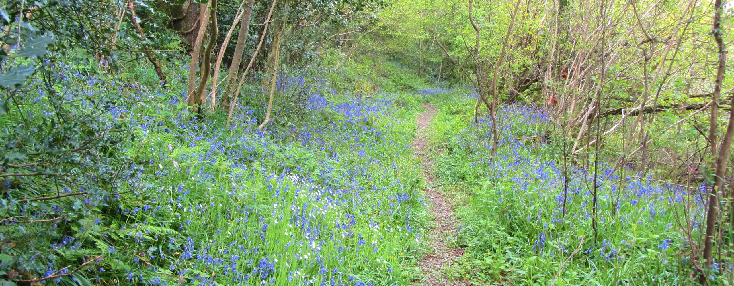 Explore the Bluebell woods