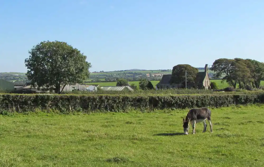 Llantood Farm Donkey in a field